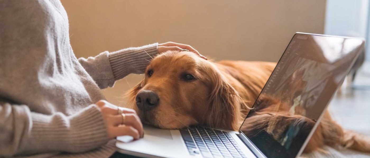 dog-with-owner-working-at-home